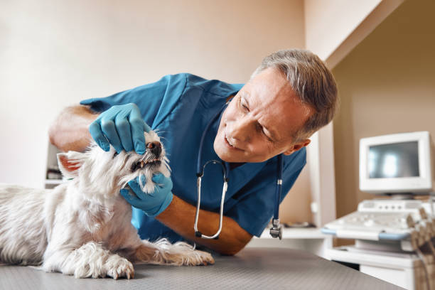 Best Emergency Root Canal Therapy in Wentworth, NC